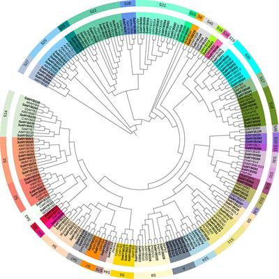 Genome-wide characterization of R2R3-MYB gene family in Santalum album and their expression analysis under cold stress